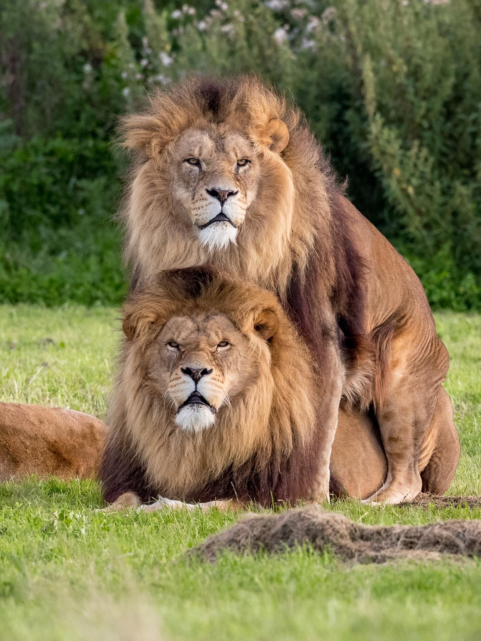 best of And lion have sex Man