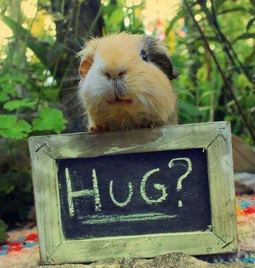 best of Funny Cavy