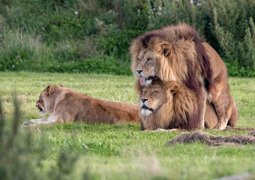 Lions have sex