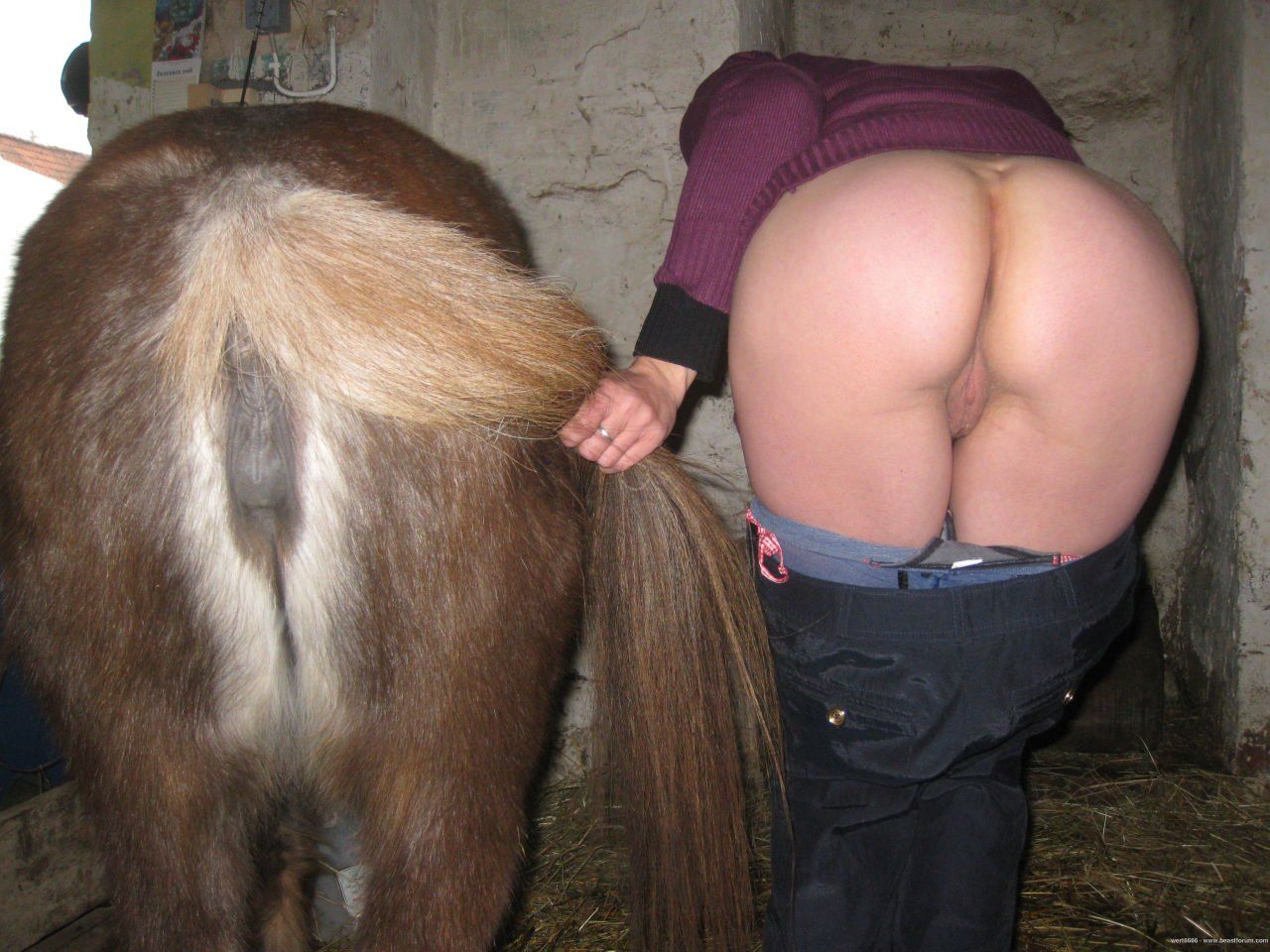 Donkey And Girl Pussy