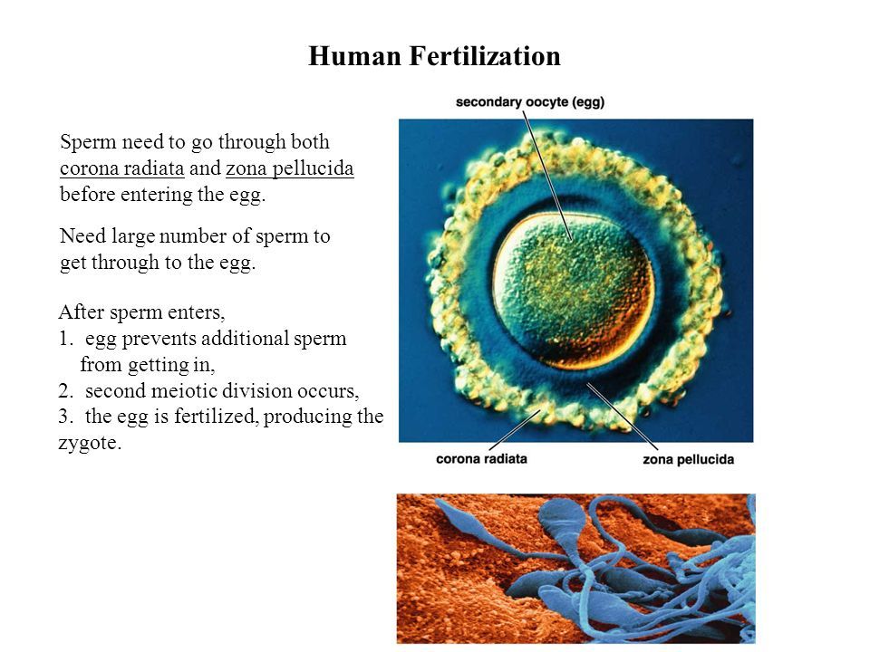Fission egg sperm