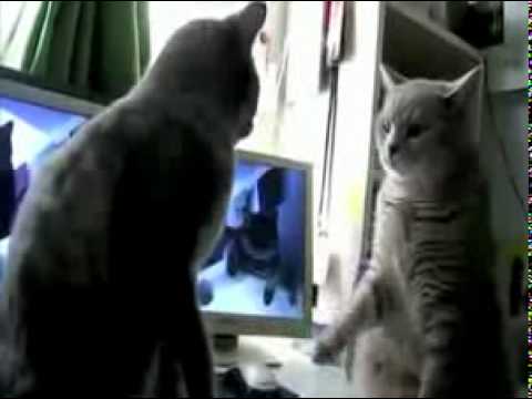 best of Funny cats playing pattycake Youtube