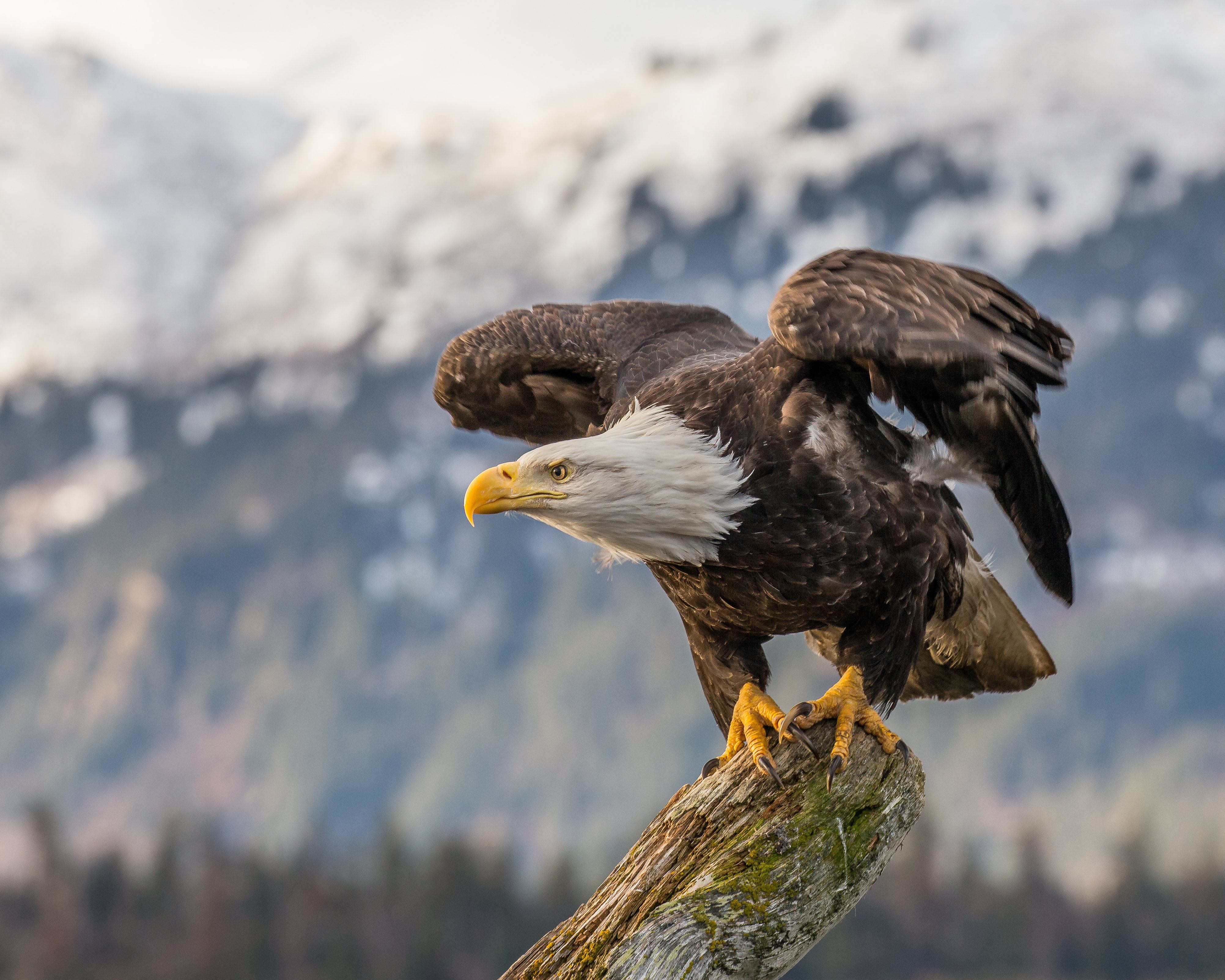 Bald eagle sex position