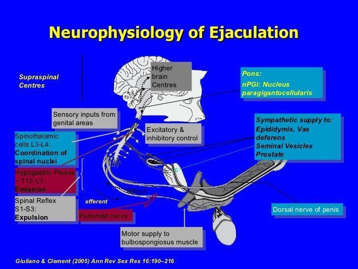 Neurophysiology of orgasm