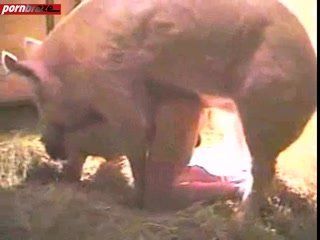Nude girls having sex with pigs - XXX Sex Images. Comments: 4