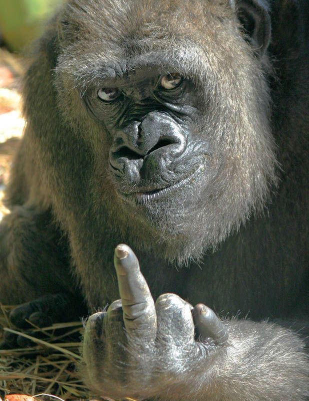 Fuck my ape