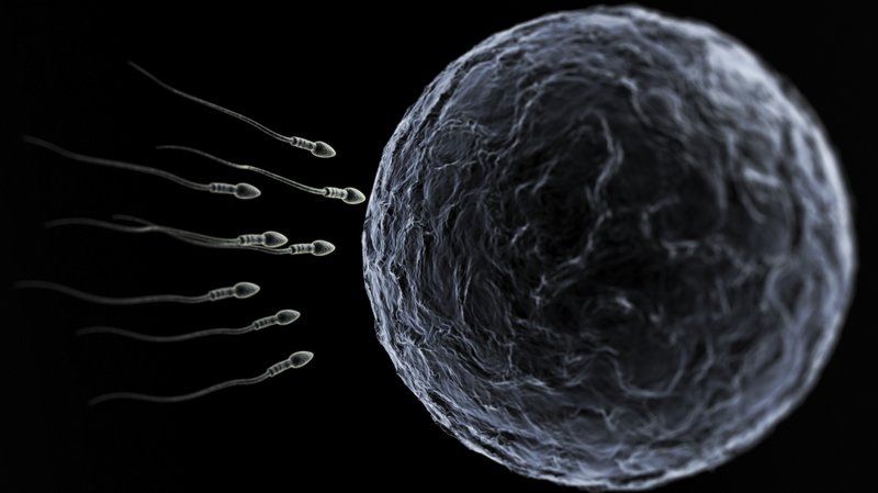 Conception and sperm life