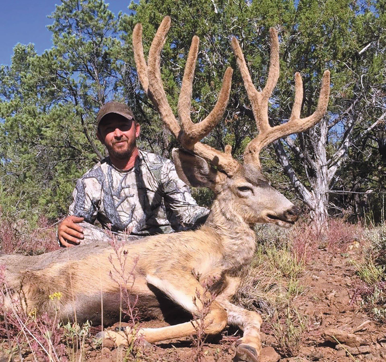 best of Strip hunt Arizona deer