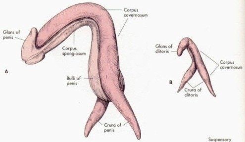 best of Picture size Clitoris