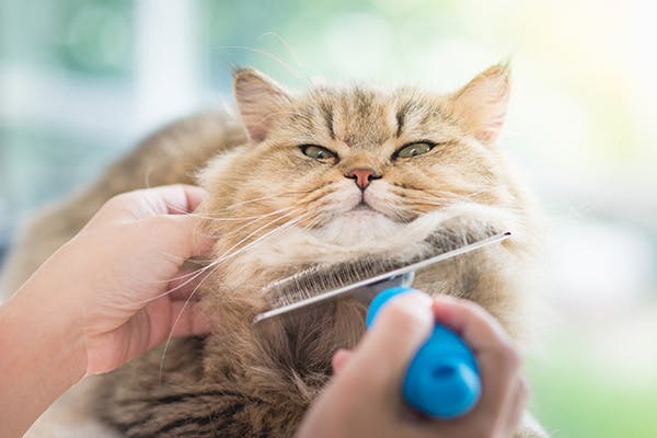 Sabre-Tooth reccomend Do boy cats sperm everywhere