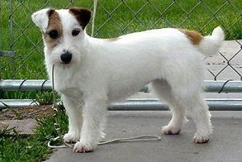 Jack russell adult weight