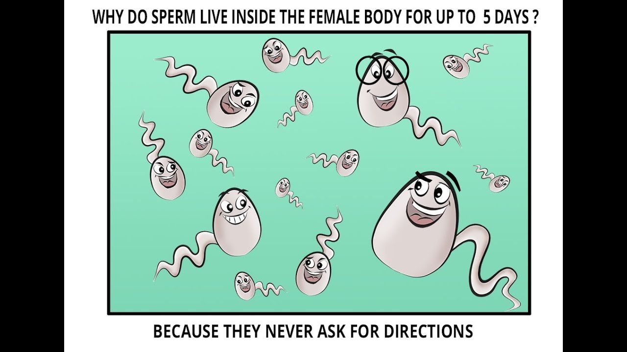 How long are sperm