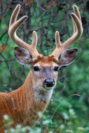 best of Deer Adult white tailed
