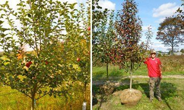 best of Trees Fruit Dwarf fruit Trees Mature dwarf
