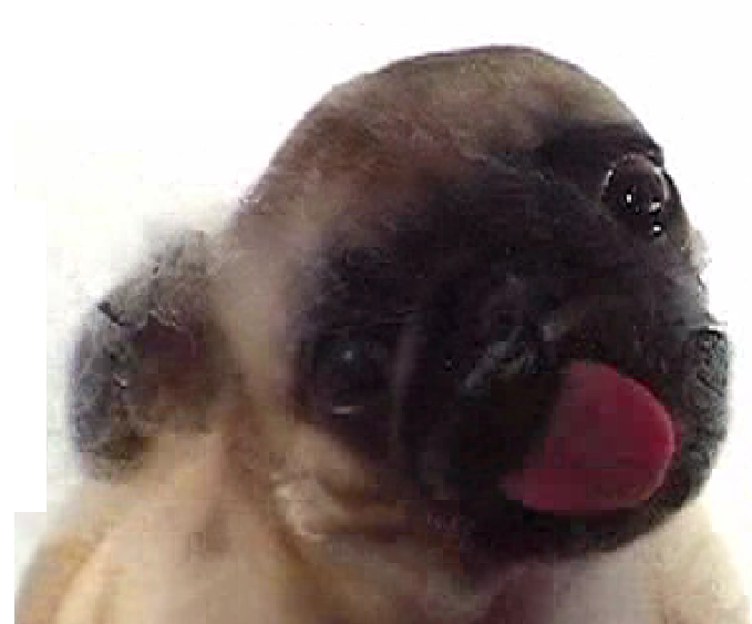best of Screen cleaner lick Pug