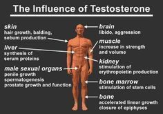 best of Organ sex for Testostrone male