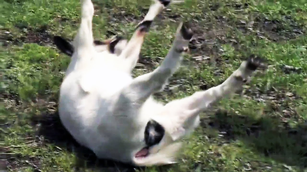 best of Videos goats Funny fainting