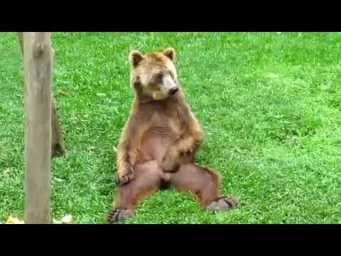 Bear jerks off