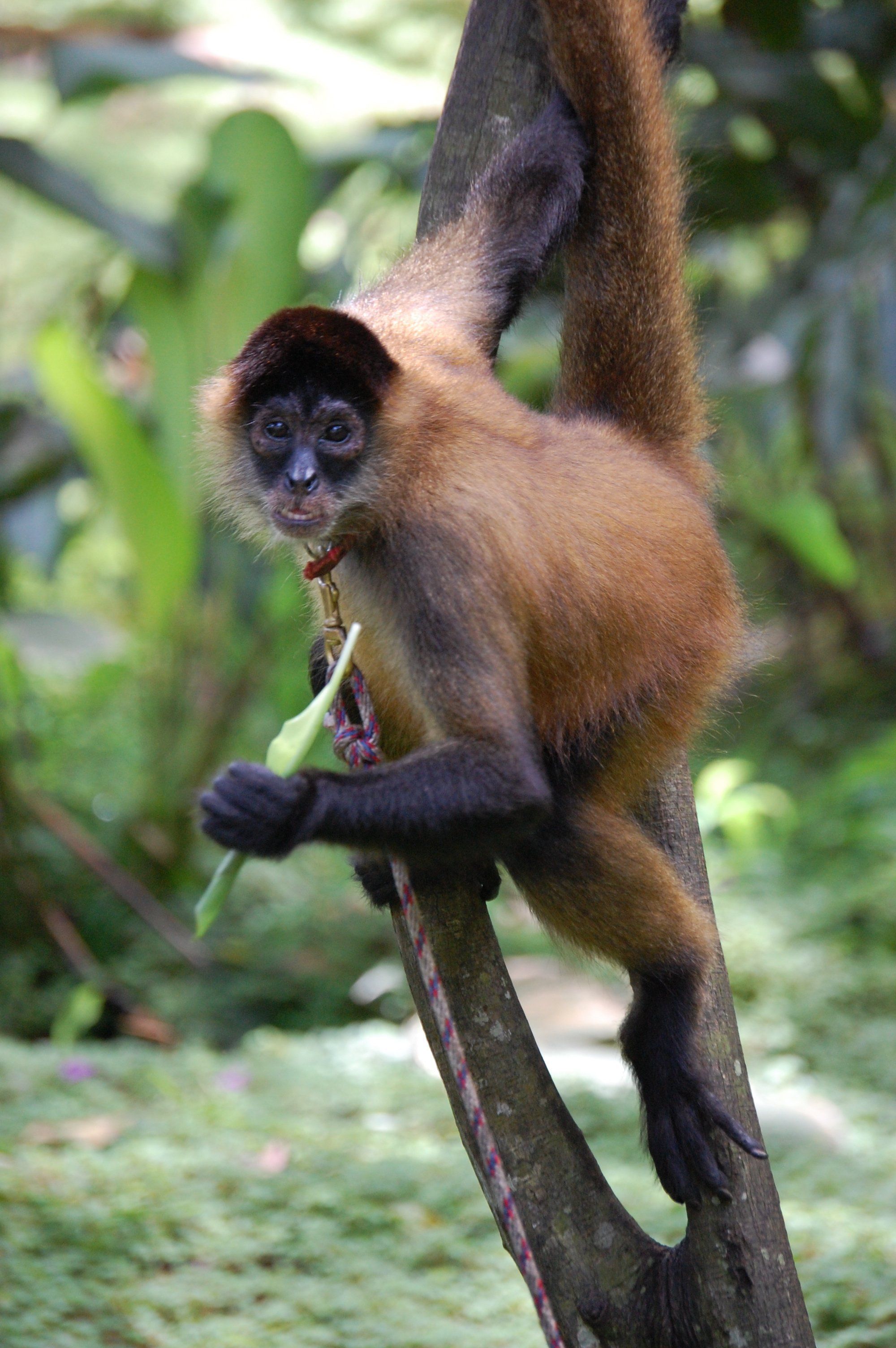 Sex determination of a spider monkey photo