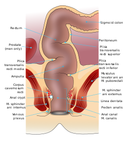New N. reccomend Anal sphincter pain after ejaculation