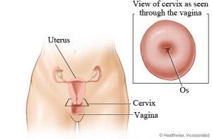 Senior reccomend Orgasm and the cervix
