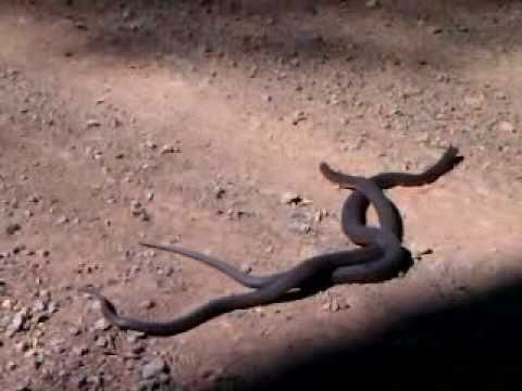 Snickerdoodle reccomend Pics of having sex with snakes