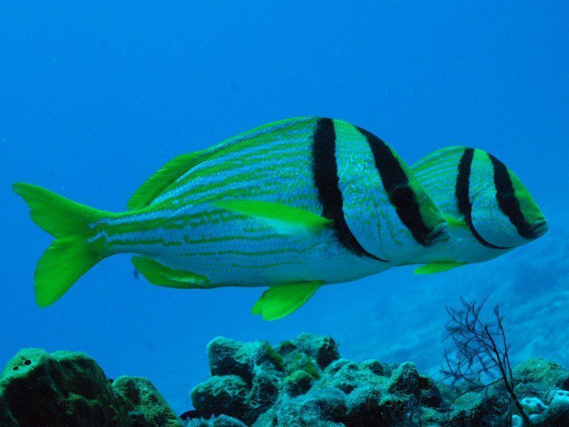 Black and yellow striped fish