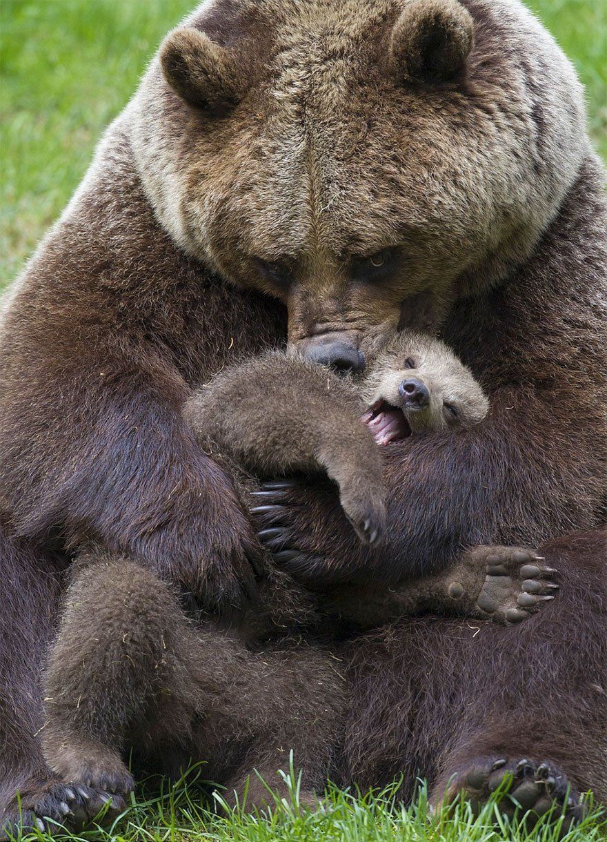 best of Fuck momma bear Bear
