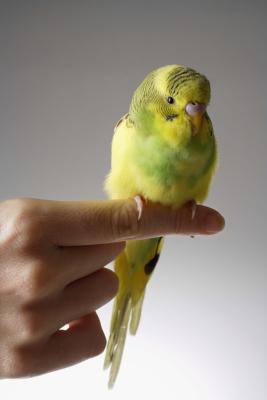 best of Parakeet Hand feed adult