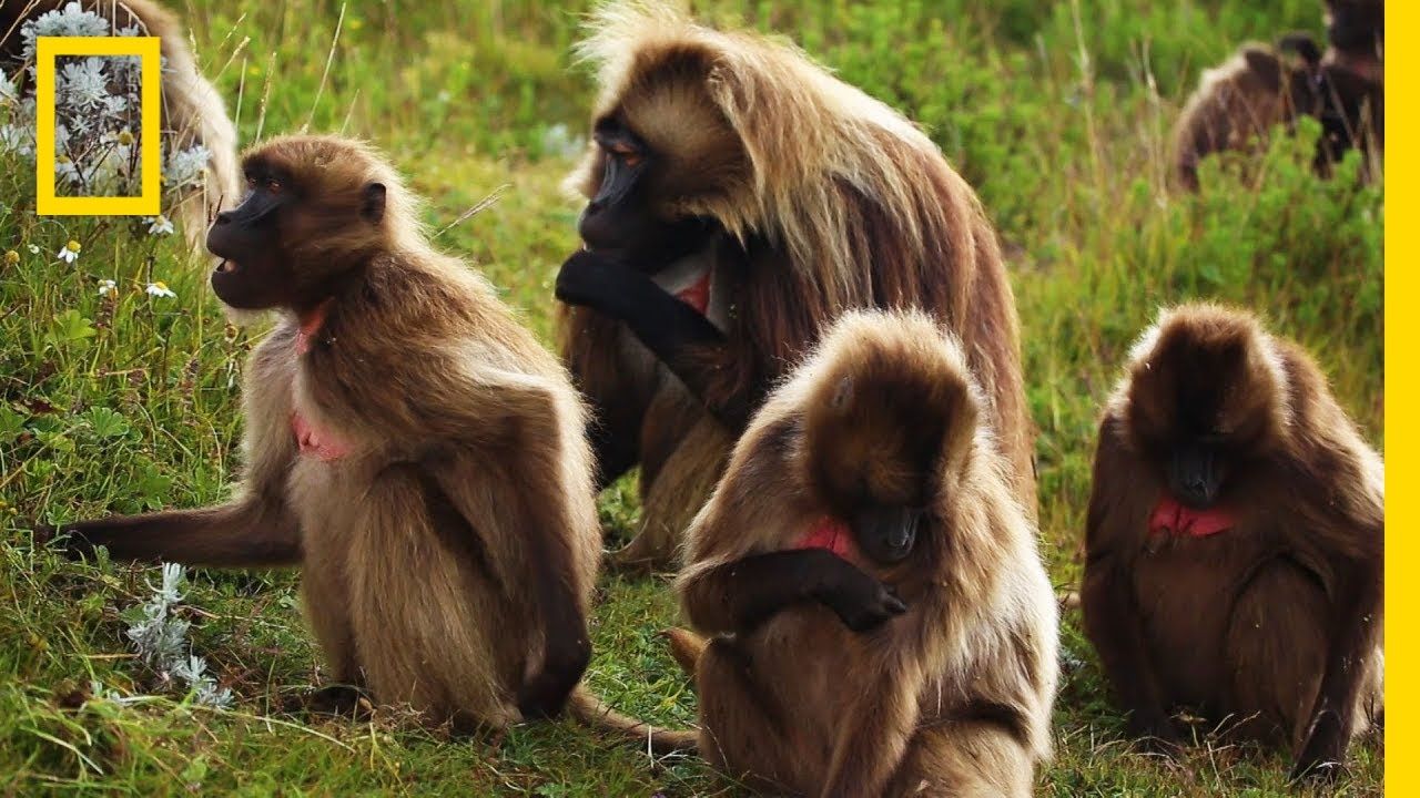 Latin women having sex with monkey