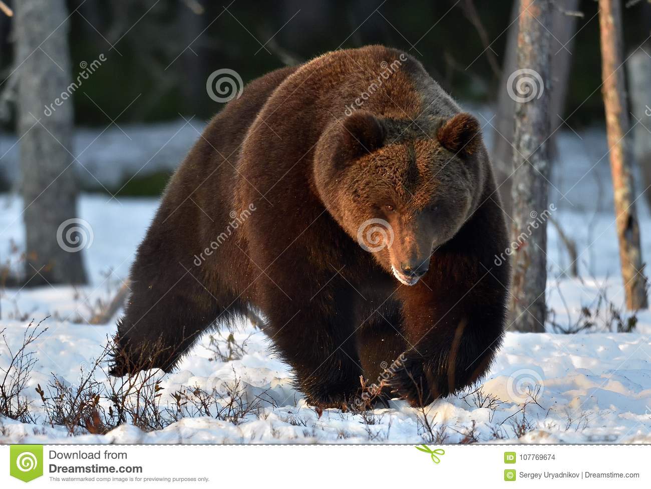 best of Of bear male Name adult