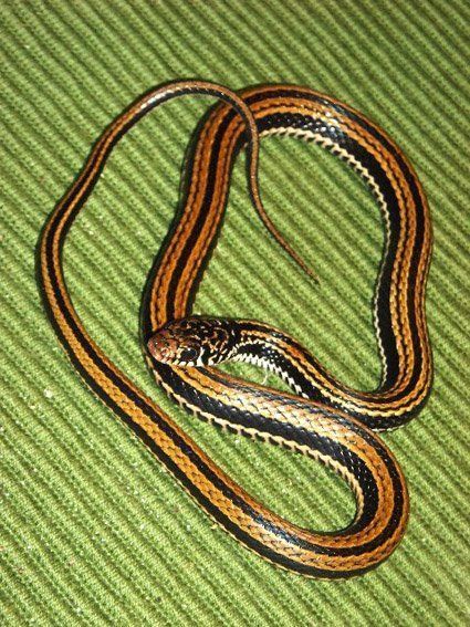Asian garter snakes