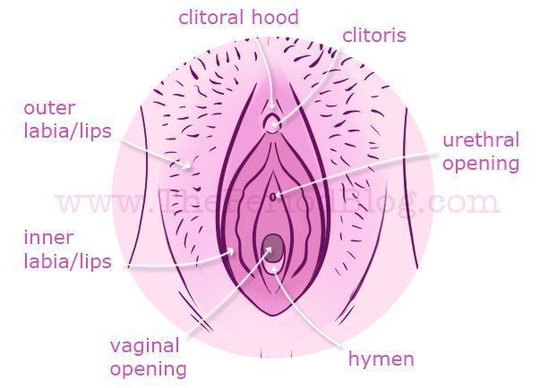 Multiple vaginal opening