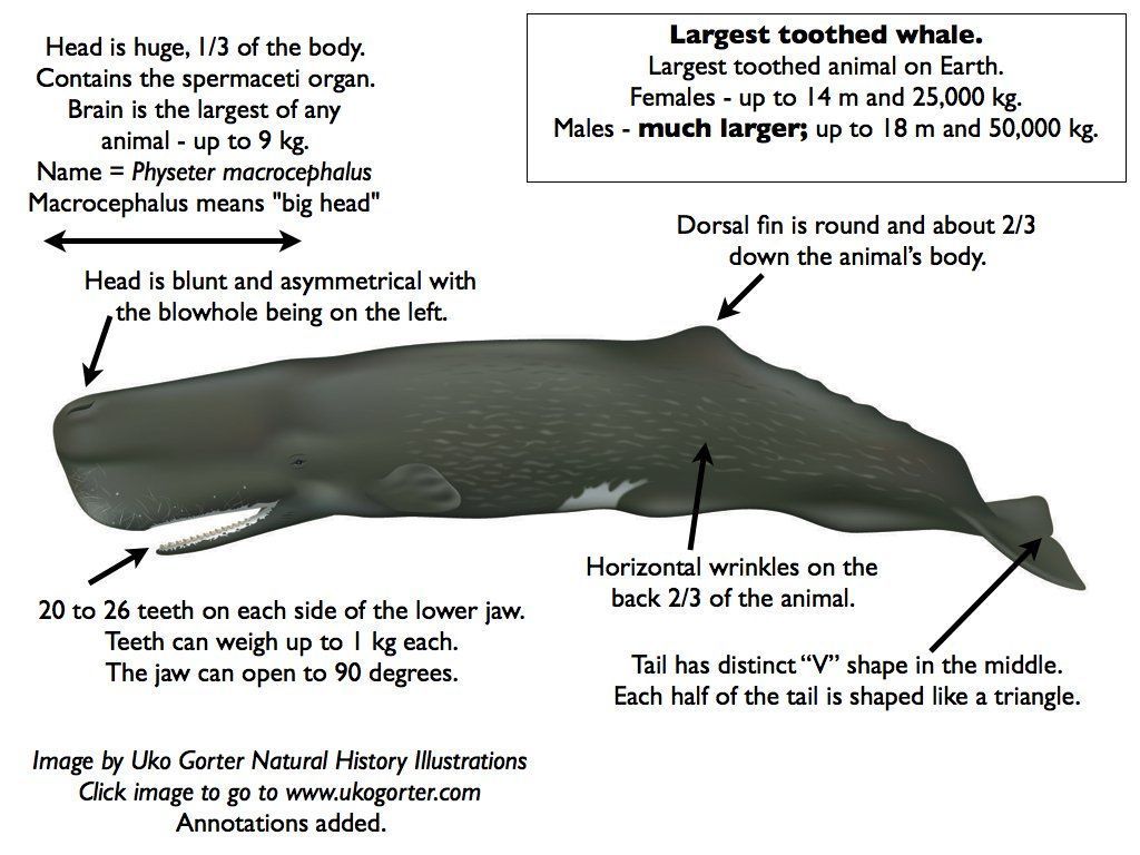 best of For blubber Sperm whales used