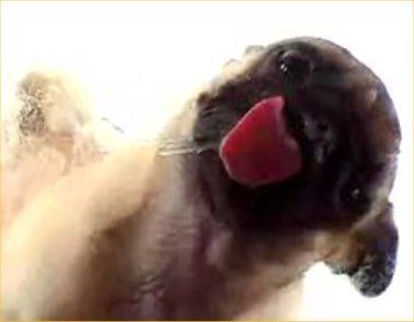 Meat reccomend Pug lick screen cleaner