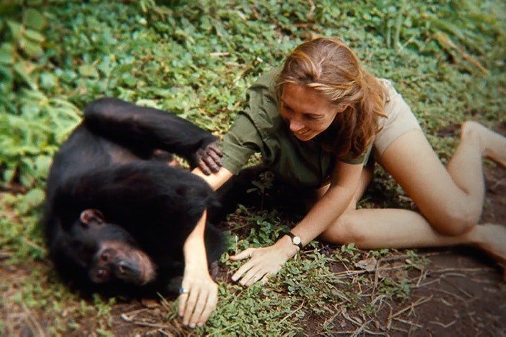 Woman Fucks Chimpanzees