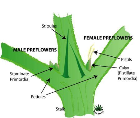 How to sex your marijuana plant