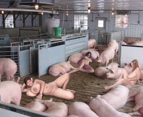 Farm pig bdsm  image