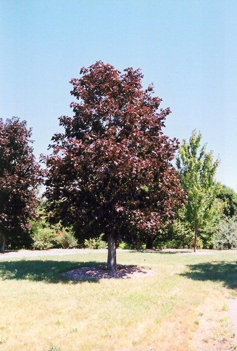Diesel reccomend Cost of mature crimson king maple tree