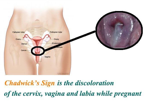 Changes to vagina during pregnancy