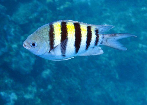 best of And yellow striped fish Black