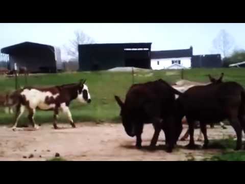 Sweeper reccomend Women mating with a donkey