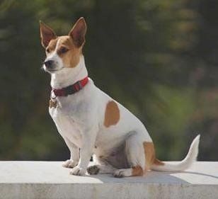 Thunderbird reccomend Jack russell adult weight