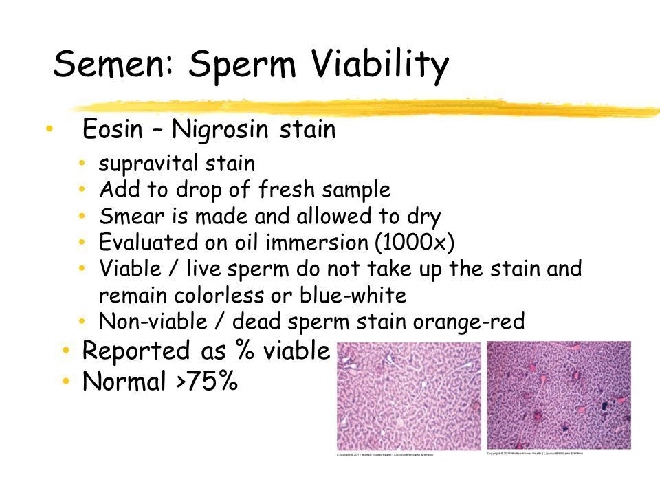 Dead sperm absorb