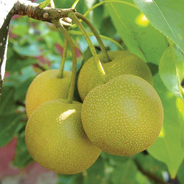Asian pear polinator