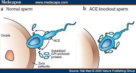 Shift reccomend Ace inhibitors and sperm