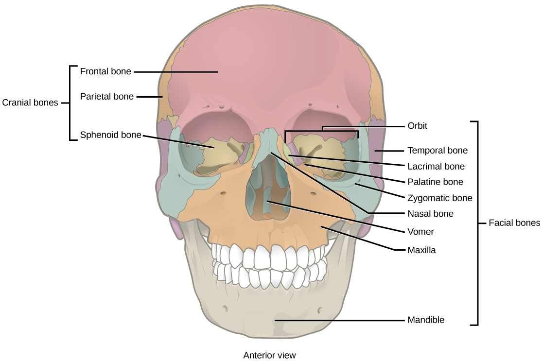 Cranio facial skeleton
