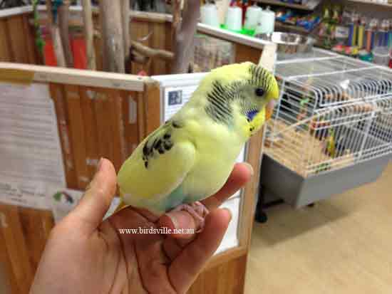 Shooting S. reccomend Hand feed adult parakeet