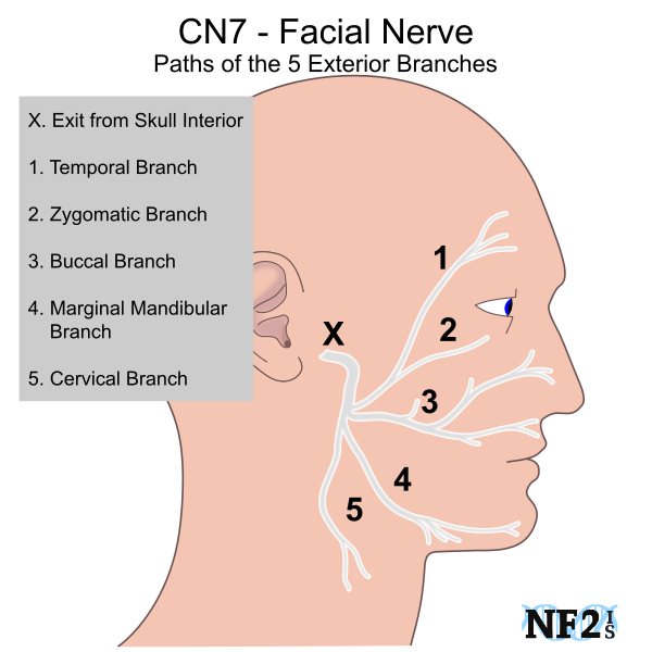 best of Facial nerve About