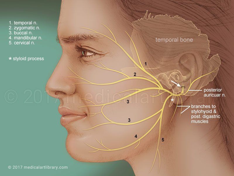 About facial nerve